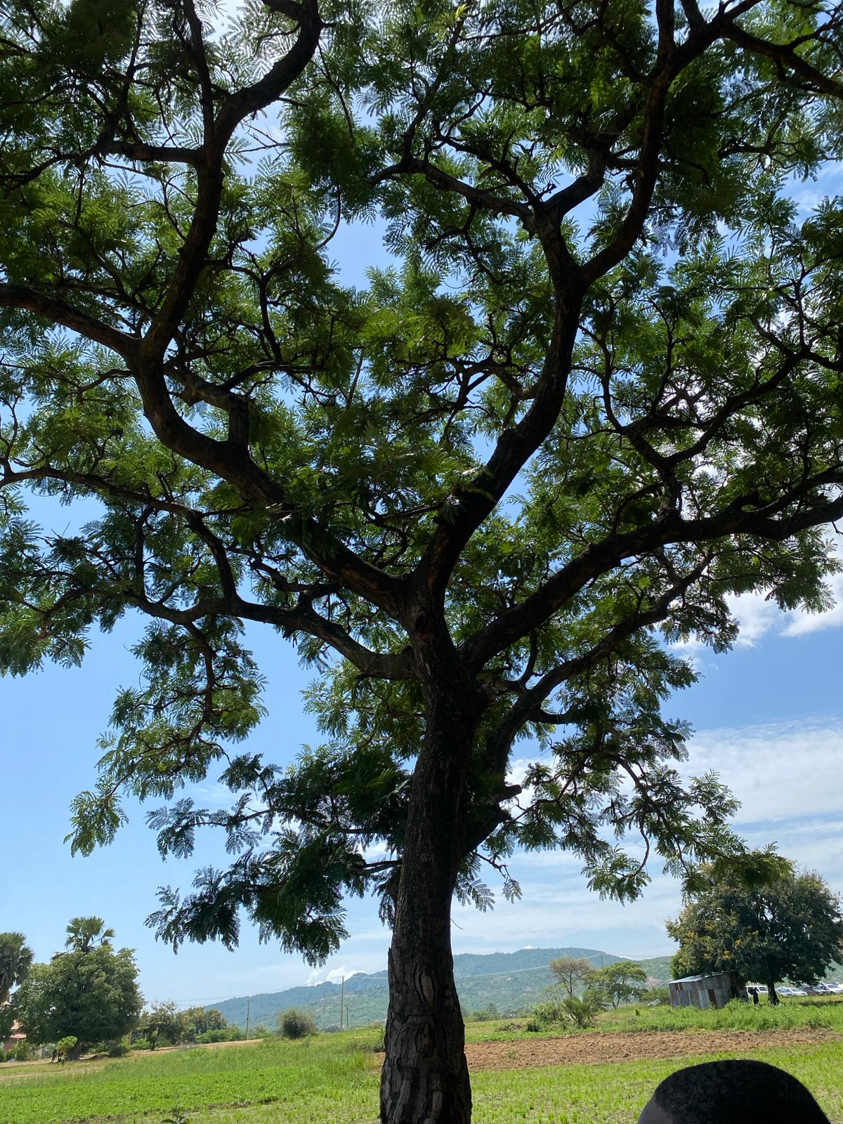 Outdoor gathering under trees at a Jos institutional compound