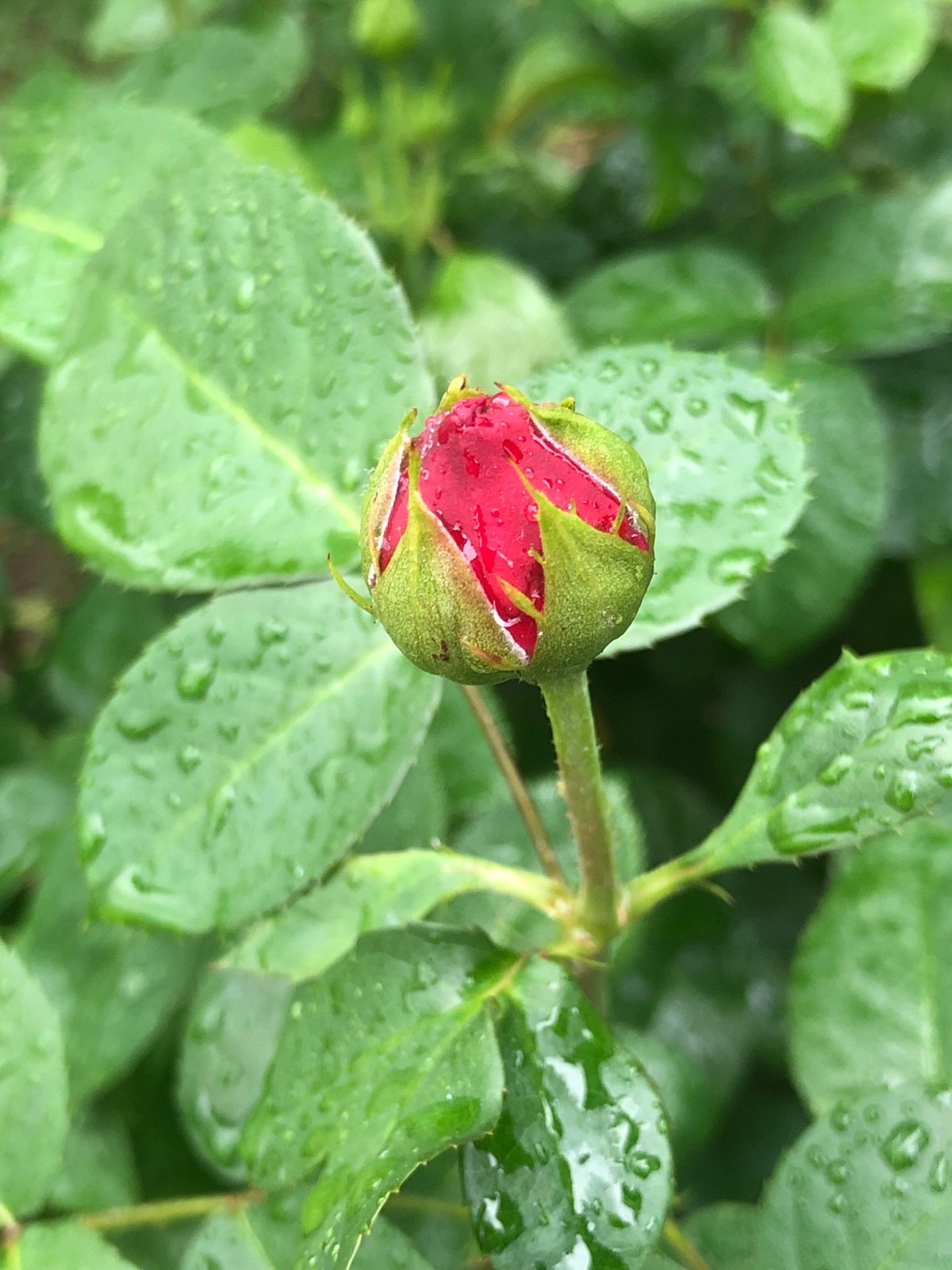 Morning garden macro photography session capturing post-rain dewdrops