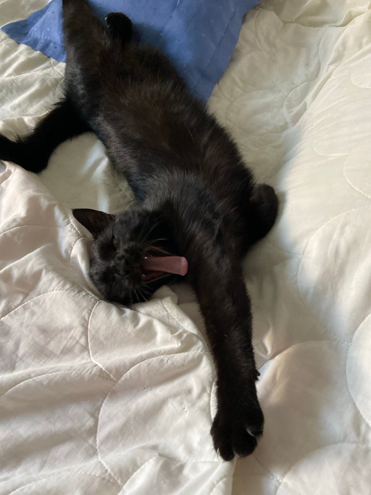 Black cat deep in a yawn, fully sprawled on a white bed