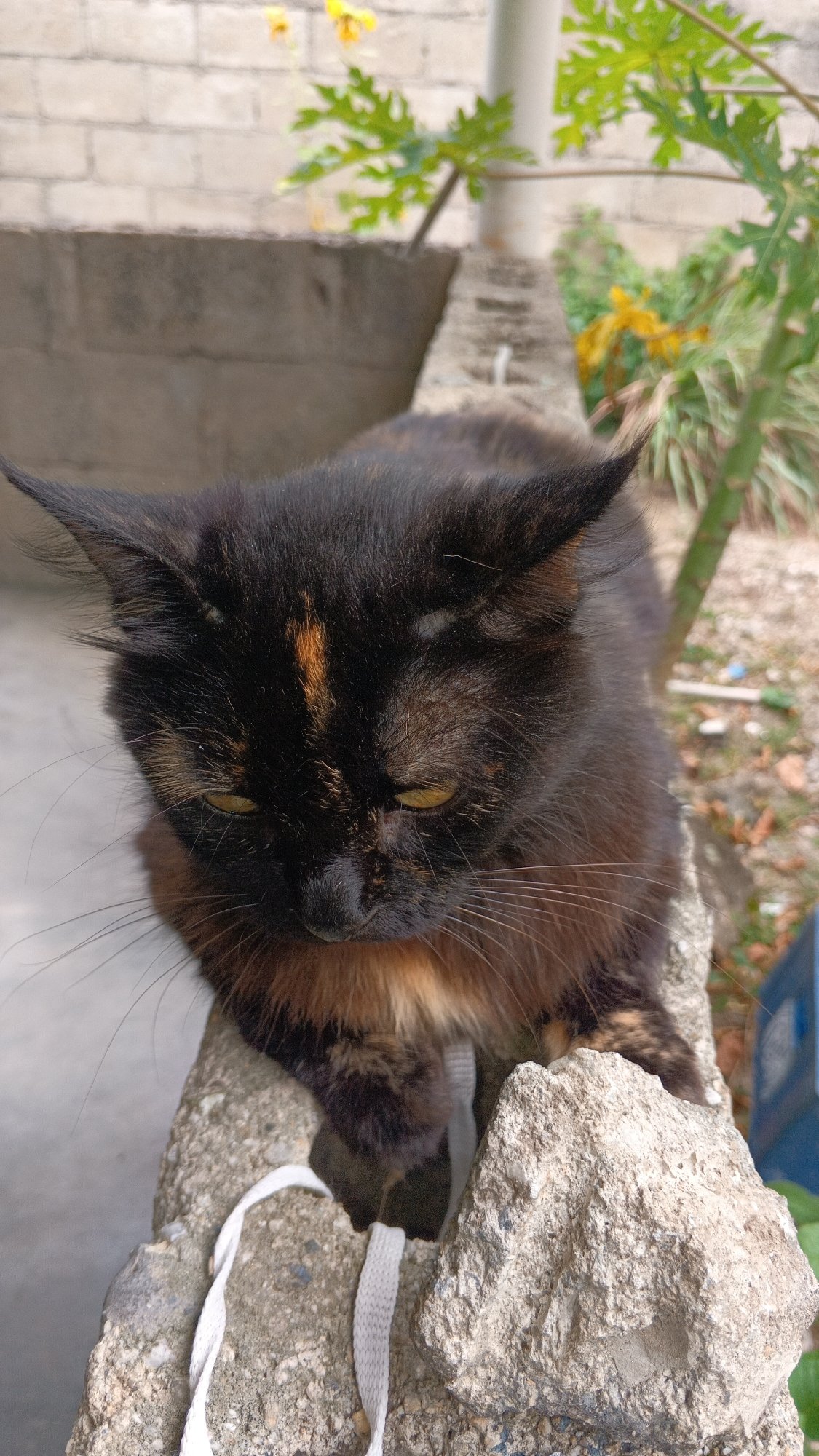 Tortoiseshell cat observed on concrete structure in San Felipe