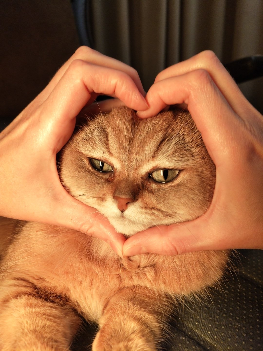 Orange tabby gets the heart-hands treatment indoors