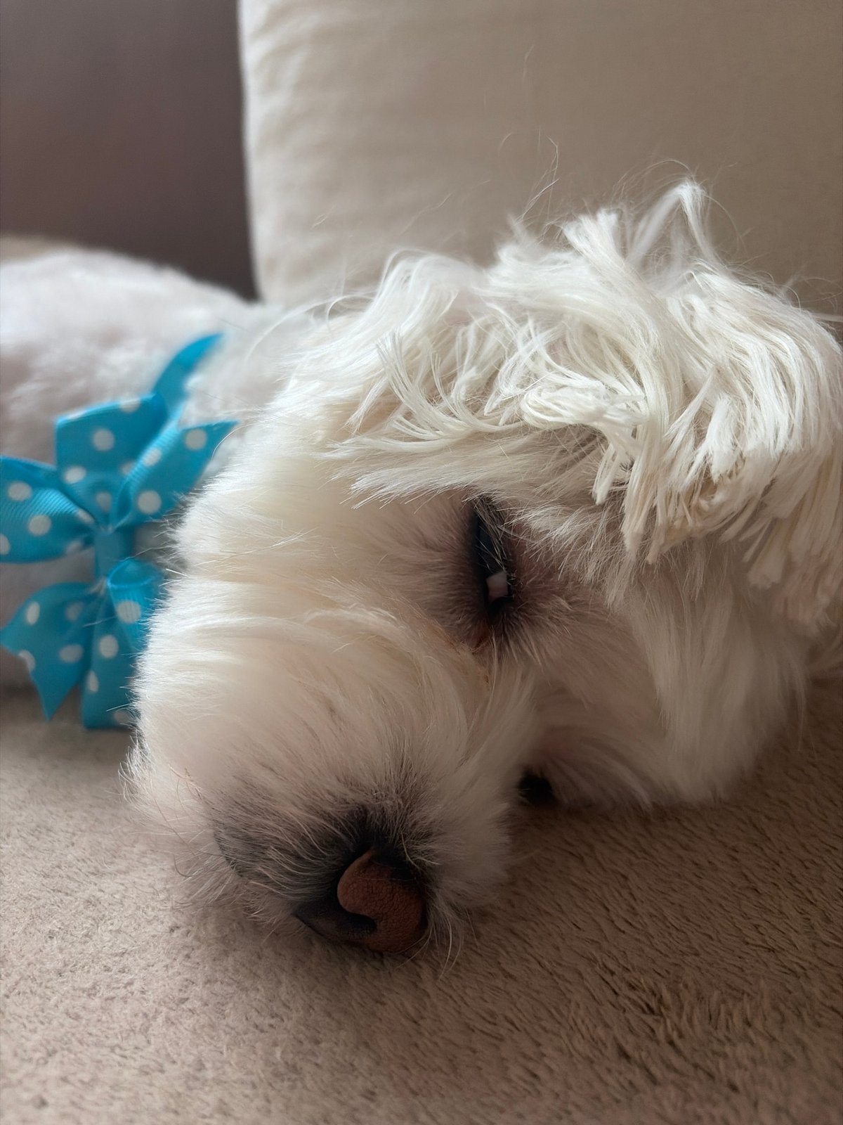 Small white dog photographed wearing bow tie in Sofia