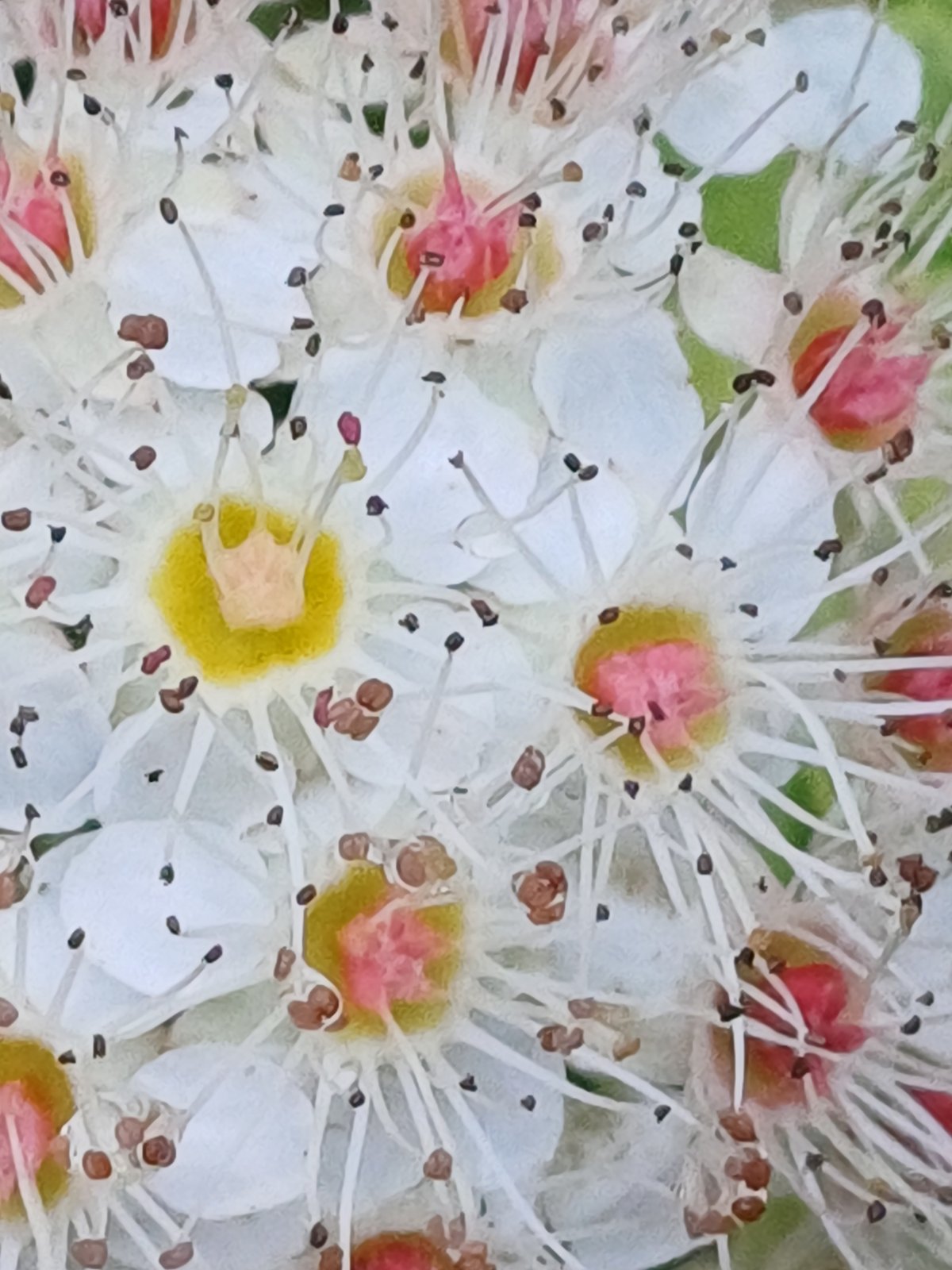 Close-up of white flower cluster with delicate stamens, Riga