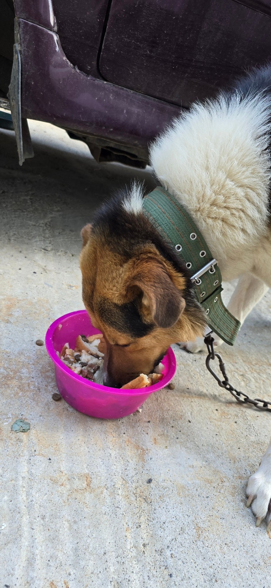Dog eats, rests, and roams a Vratsa yard with mountain views