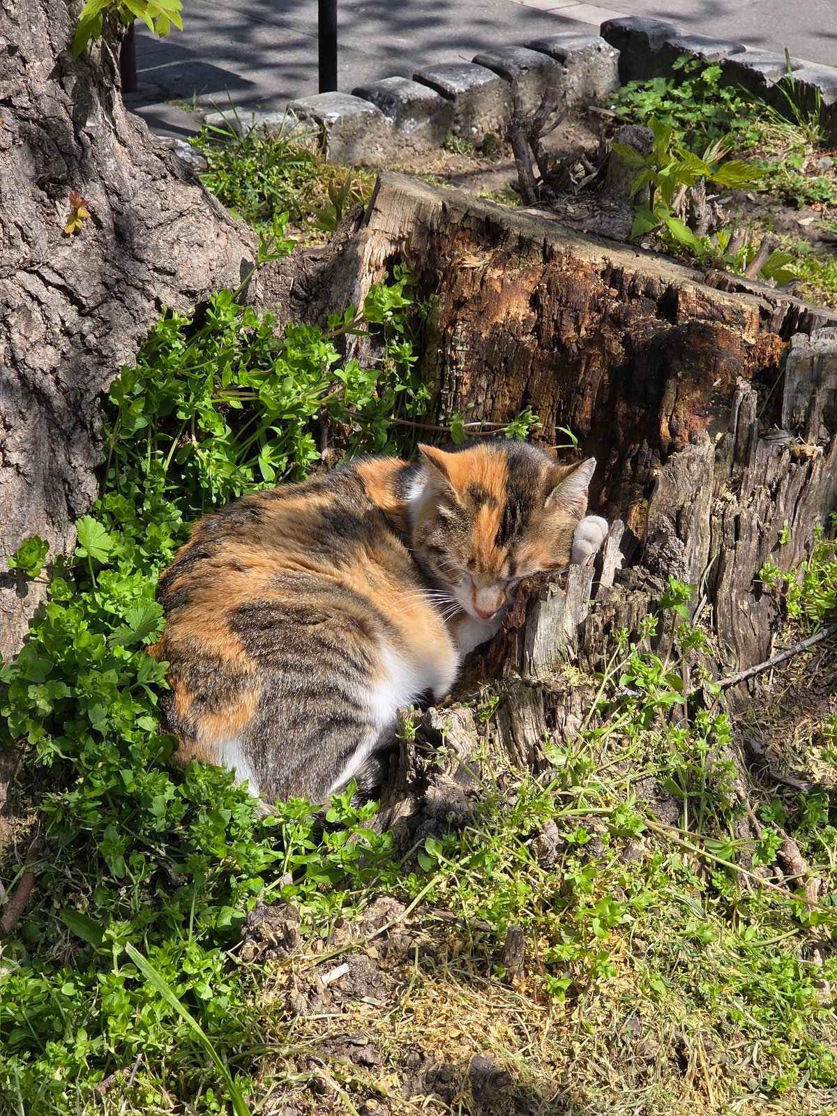 Cats rest by tree stump in Varna park