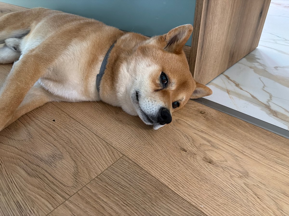 Shiba Inu dog plays indoors and outdoors in Priseltsi