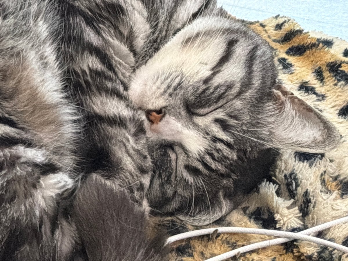 Two cats napping on a leopard-print blanket in Kamchatka