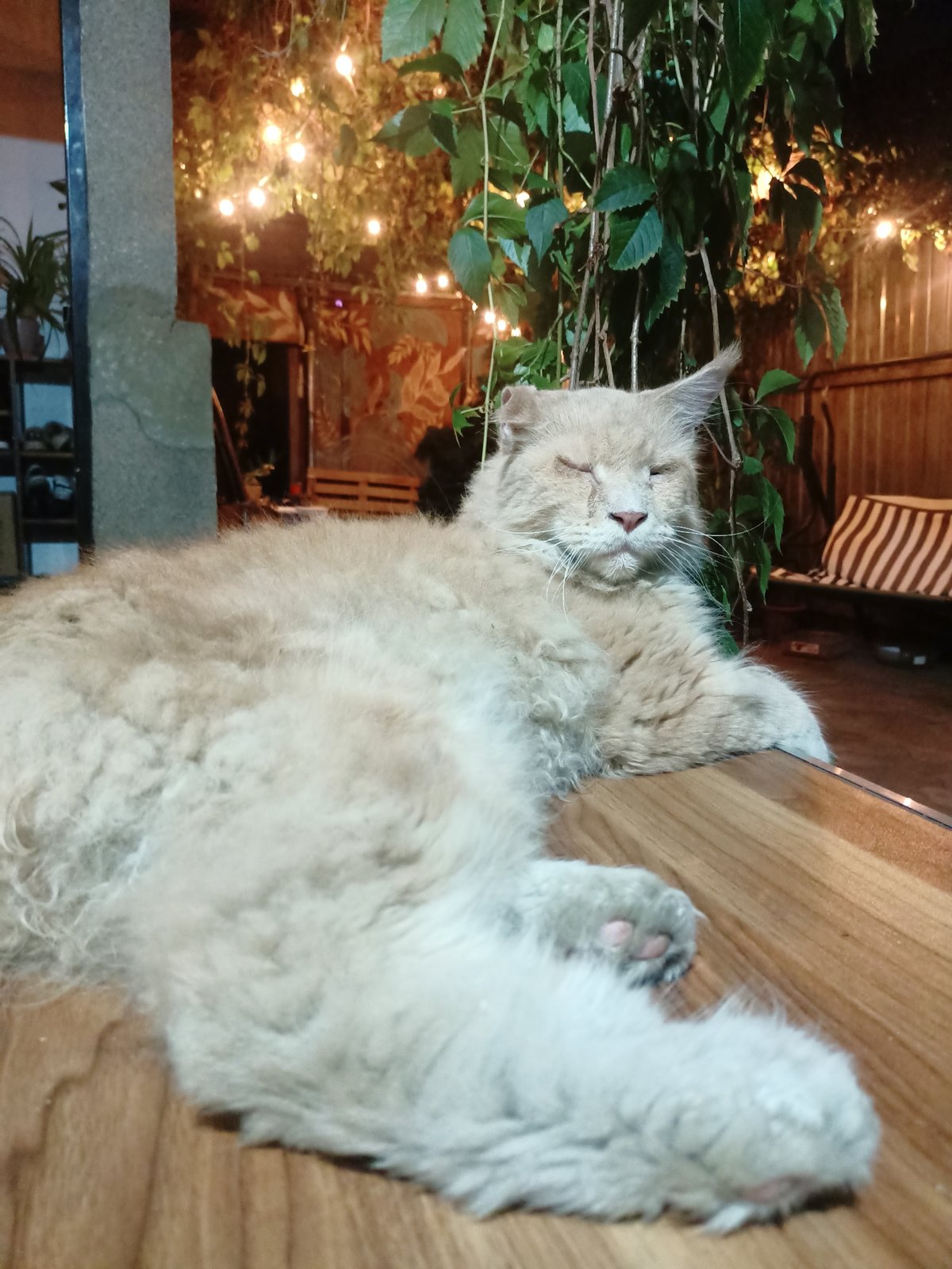 Cats and a pug relaxing at a vine-draped Almaty courtyard