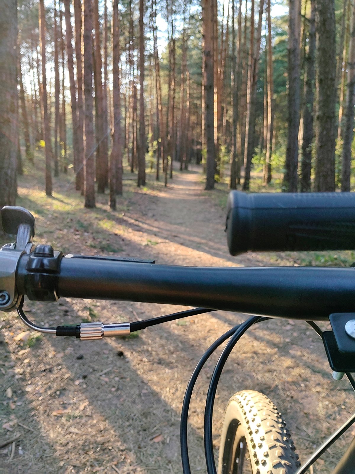 Cyclist rides through Moscow pine forest on dirt path