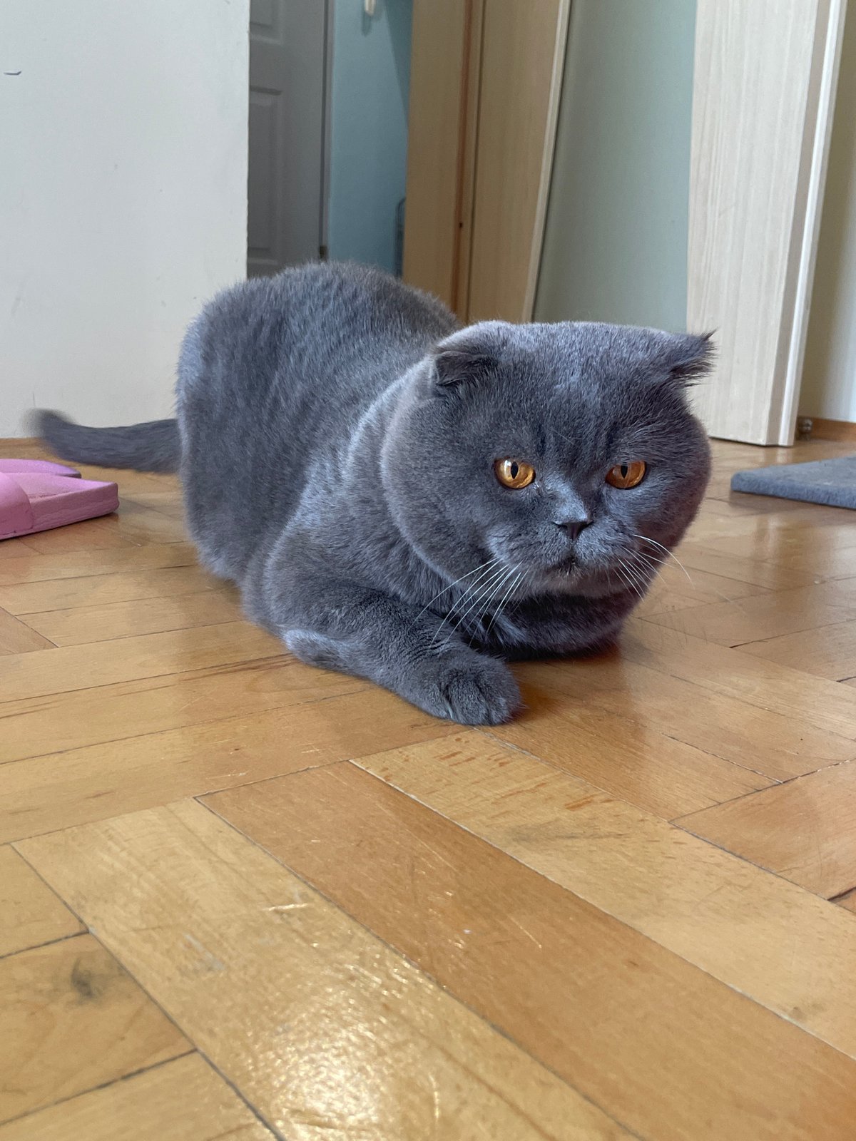 Grey Scottish Fold cat plays indoors during morning hours