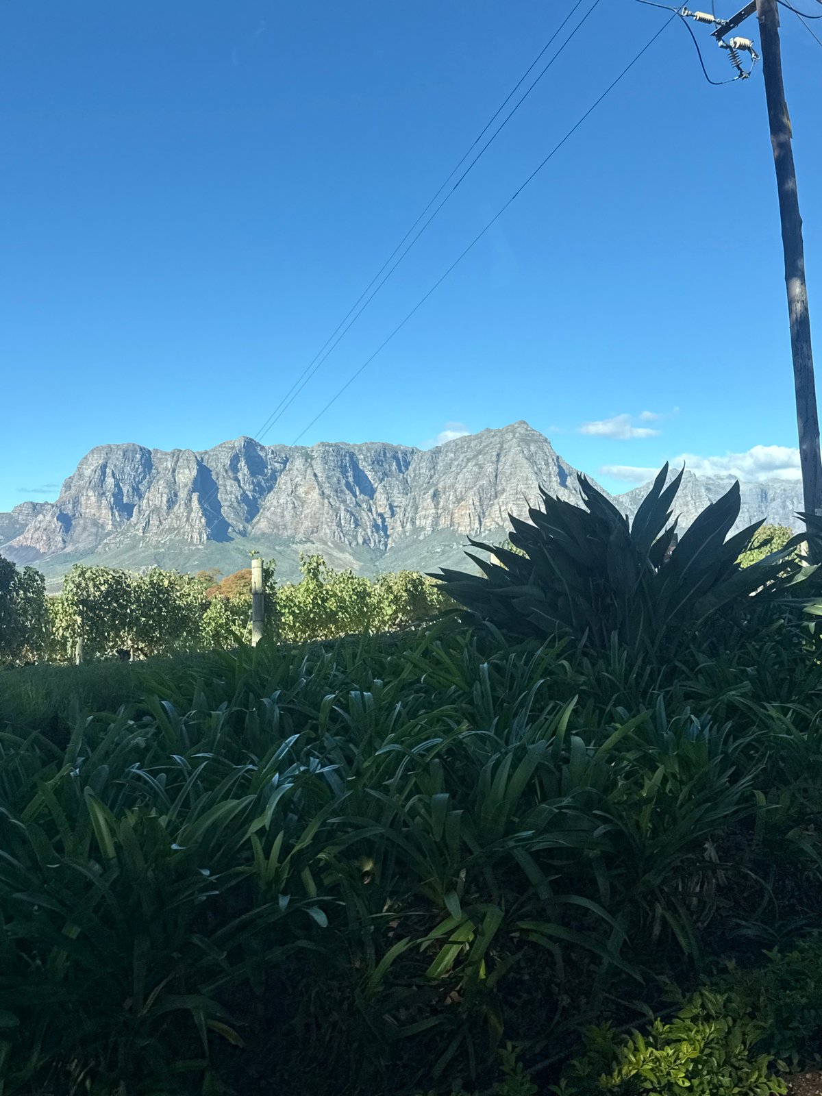 Tourist documents scenic Stellenbosch landscapes and bronze sculpture