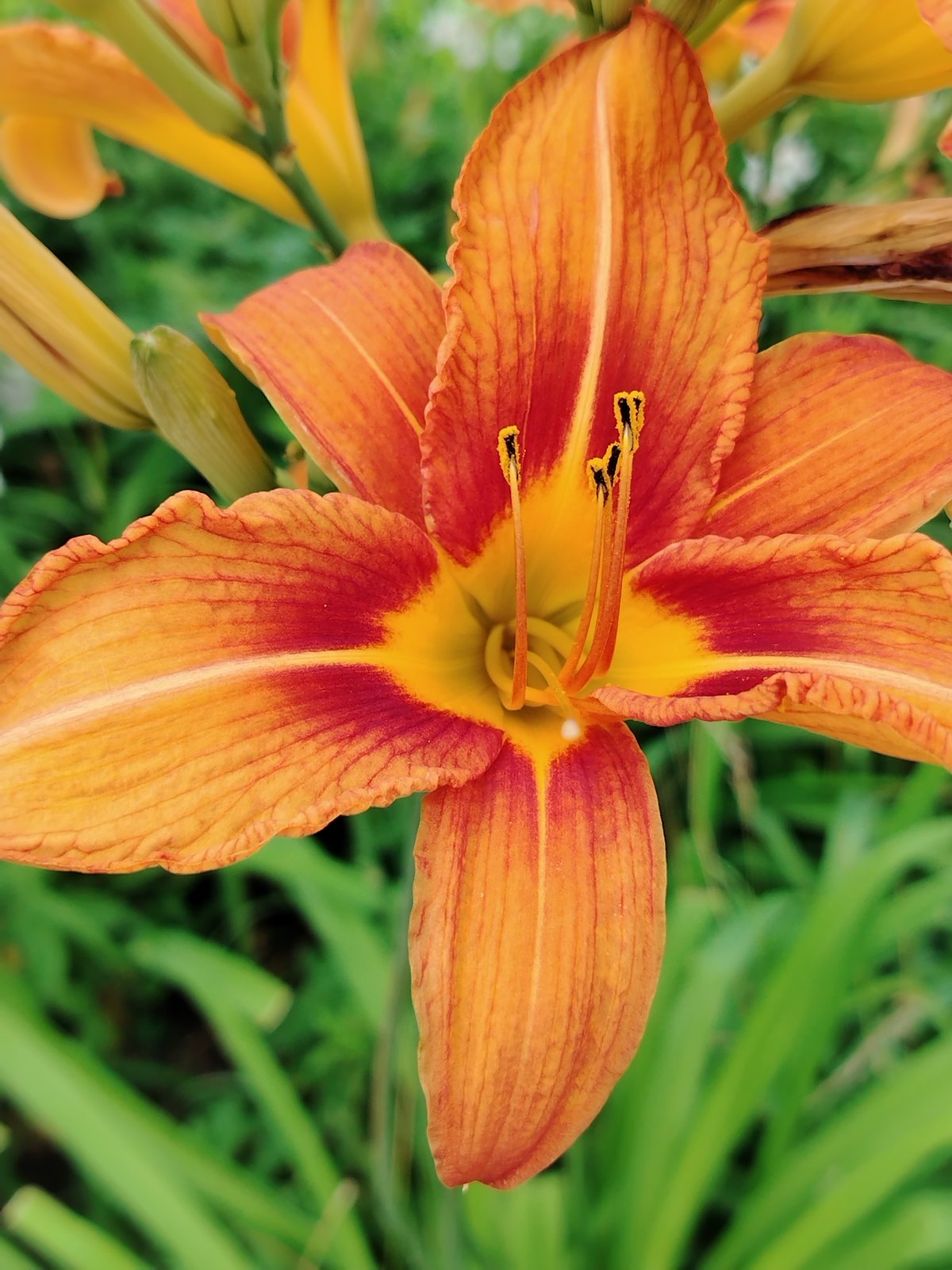 Summer morning portraits with orange lilies in Yanaul