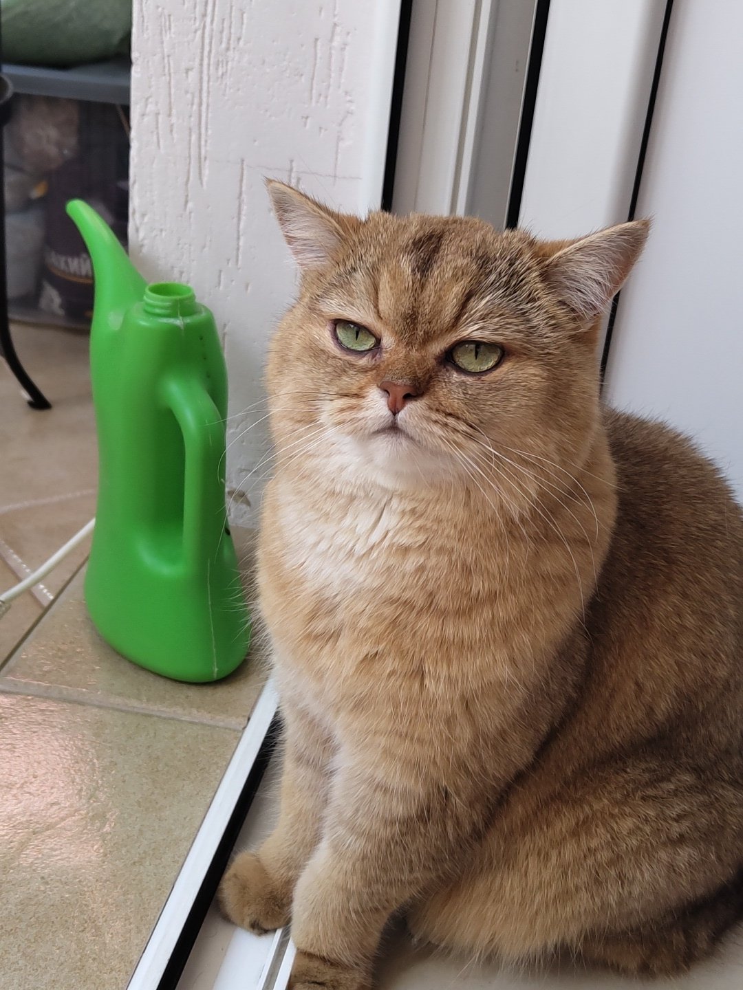 Green-eyed British Shorthair cat at home in Krasnodar