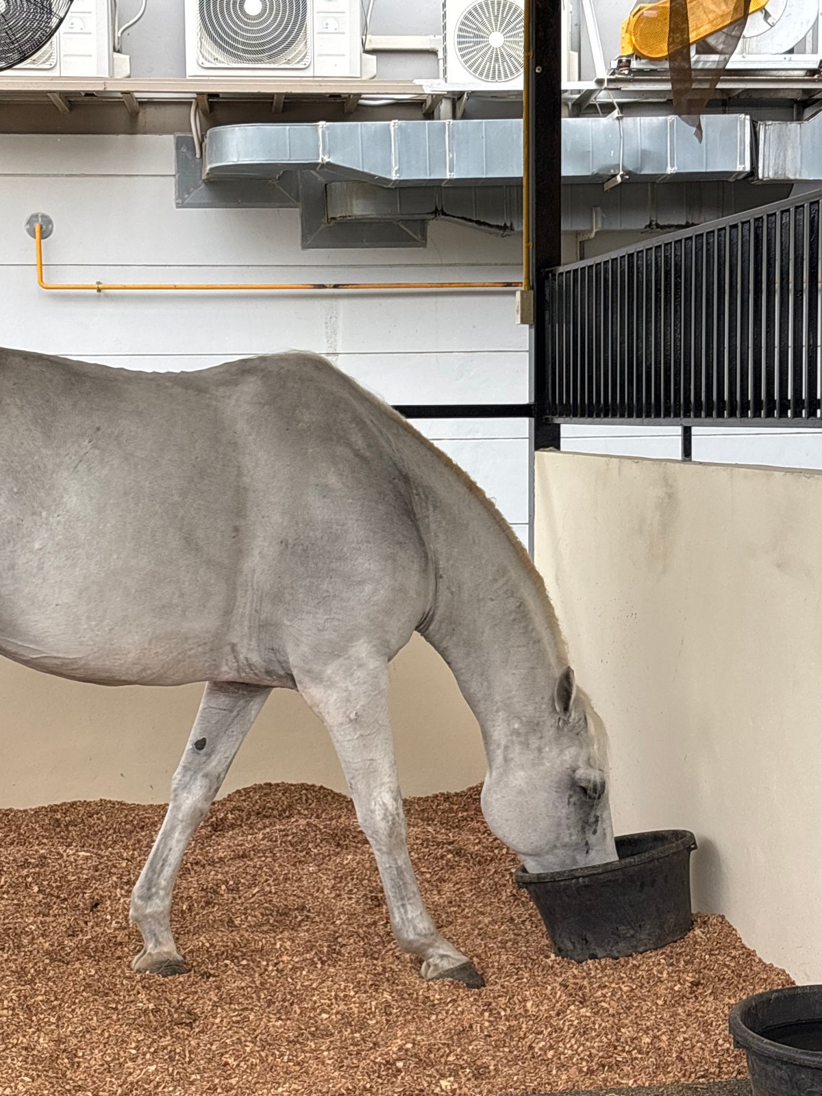 Horses documented in stable facilities in Choeng Thale, Thailand