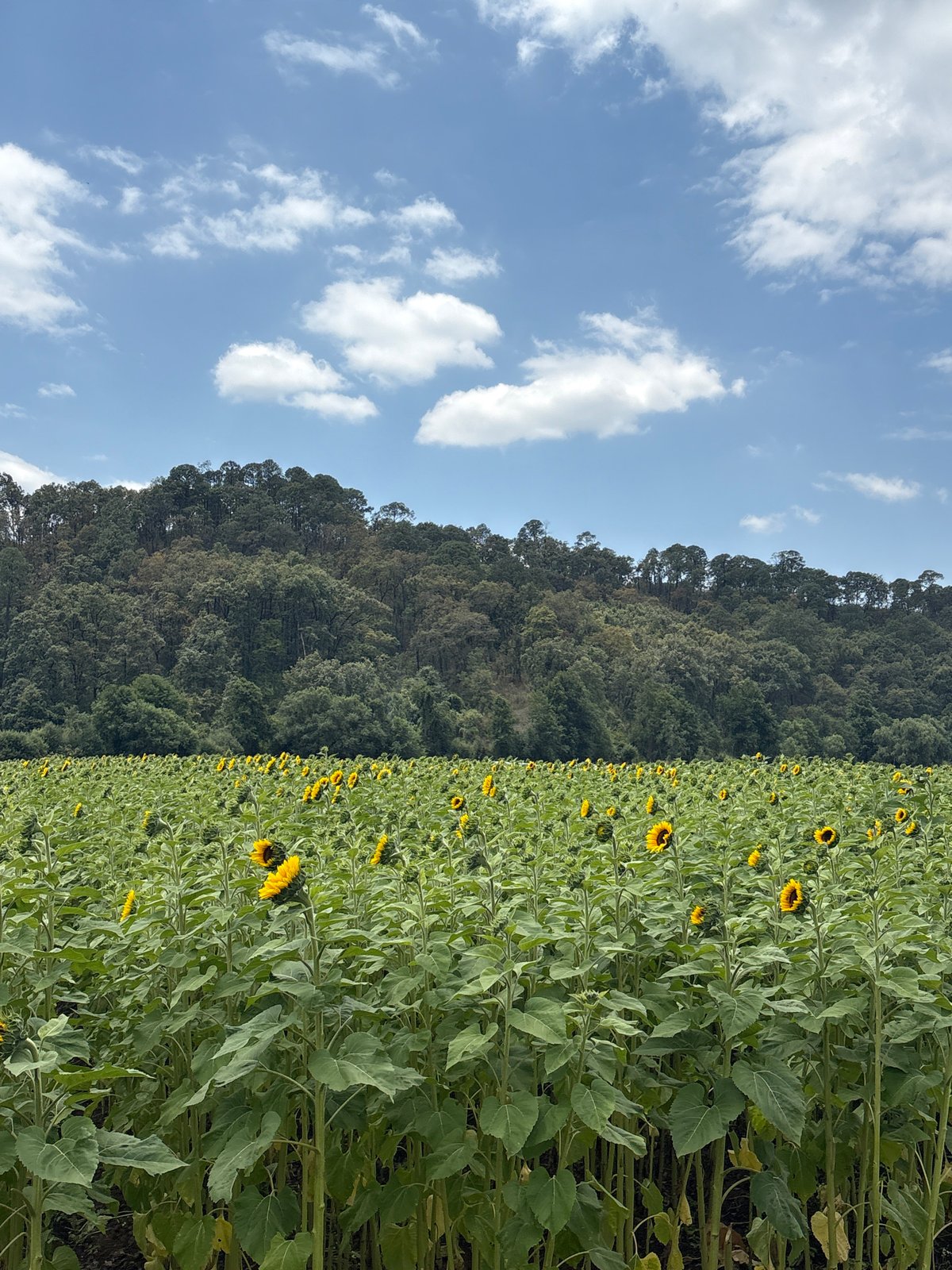 Sunflower fields documented in Real de Arriba, Mexico