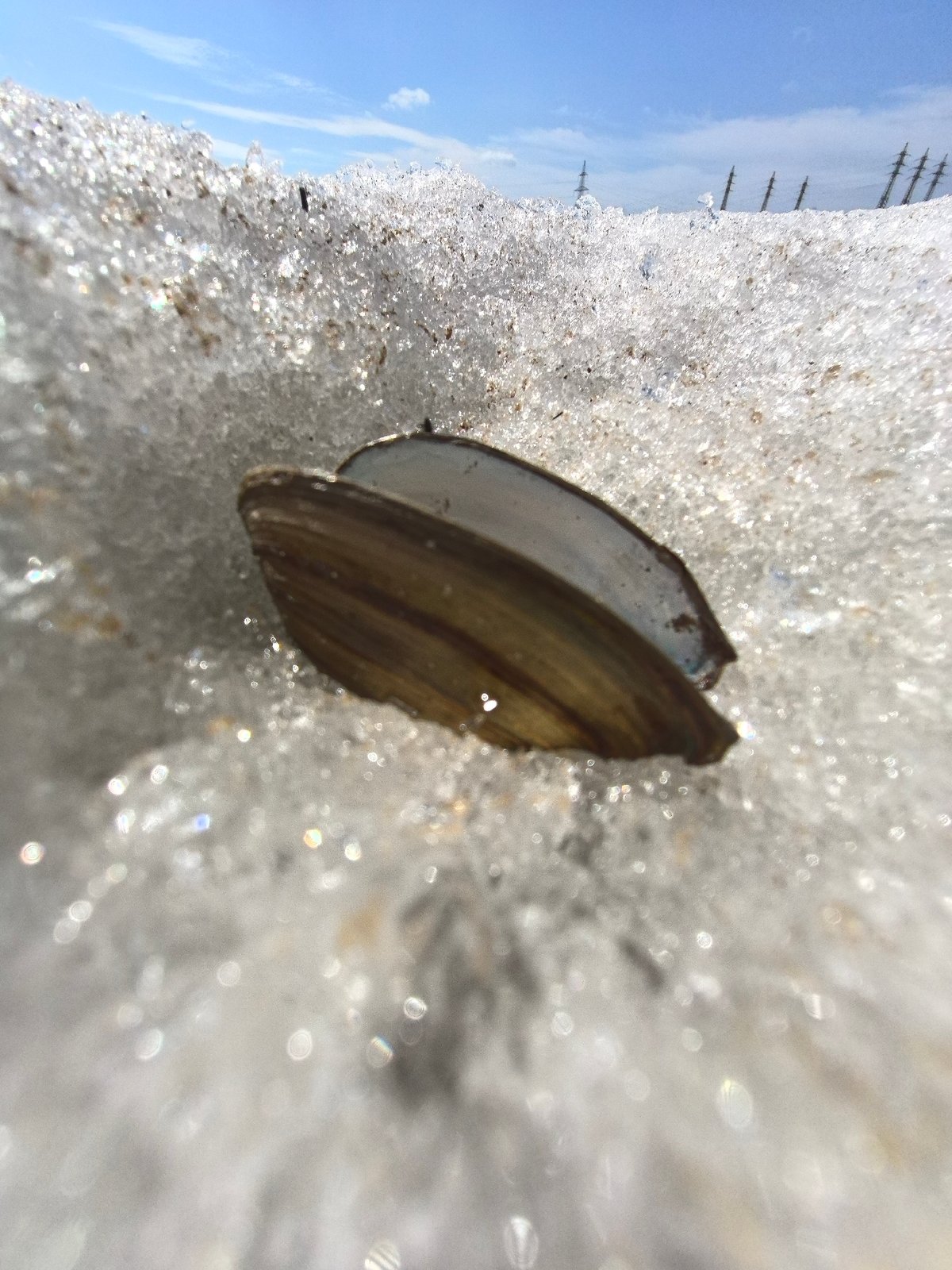 Mussel shell found on melting ice in Chaikovsky, Russia