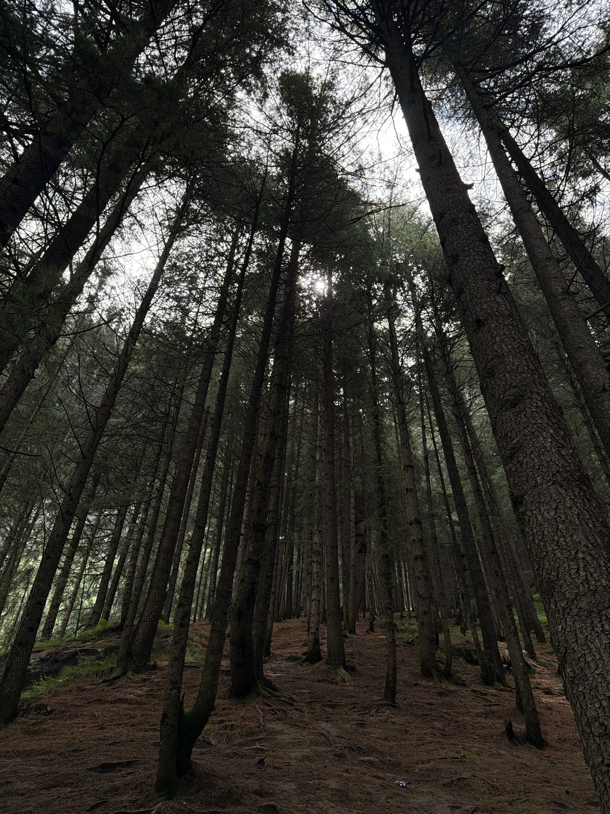 Into the pine forests and waterfalls above Manali