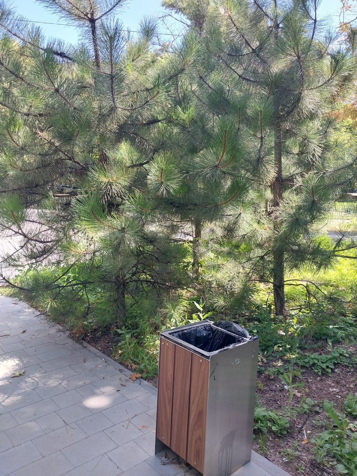 Outdoor fitness park in Dnipro, with flora details nearby