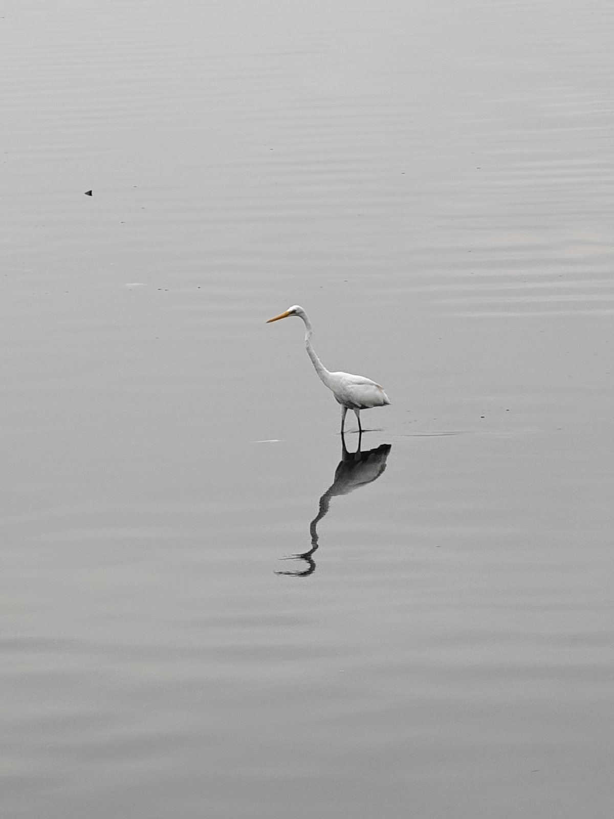 White egrets spotted in tranquil waters near Lhokseumawe, Indonesia