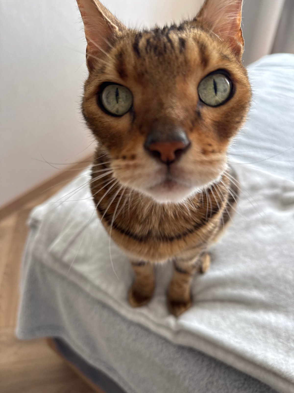 Bengal cat and morning coffee routine captured by witnesses