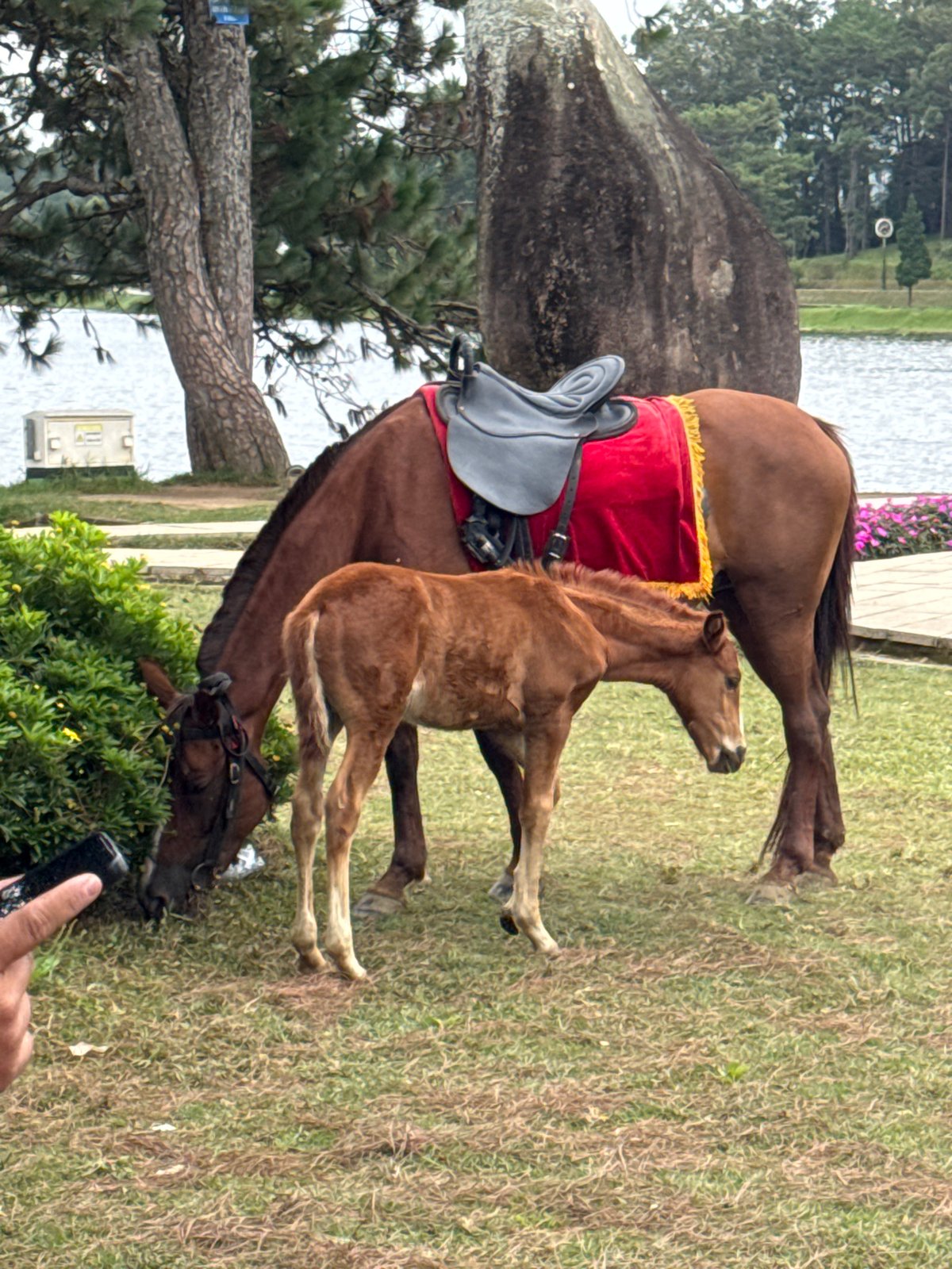 Horses and people share a quiet morning at Xuan Huong Lake