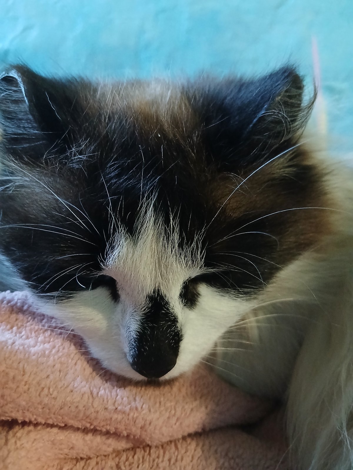 Sleeping cat with mixed coat photographed in close-up