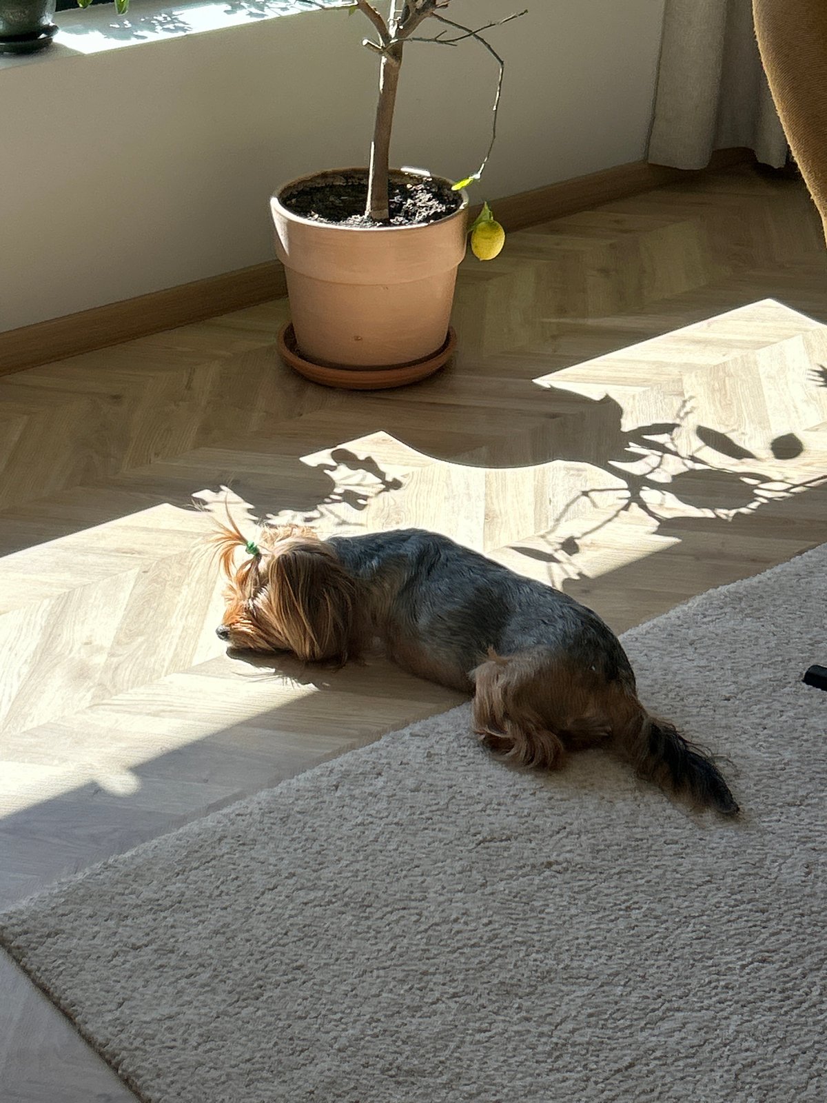 Yorkshire Terrier rests in Sofia home with lemon tree