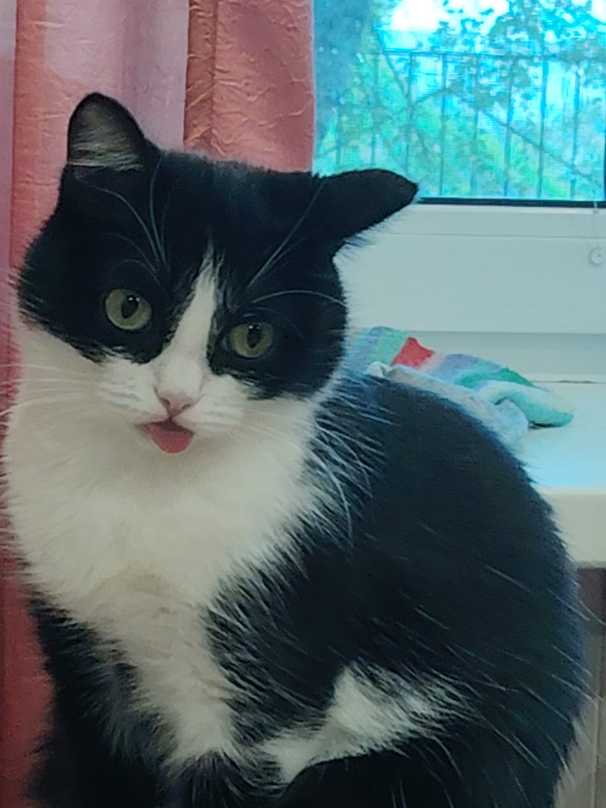 Black and white cat in full chaotic home mode
