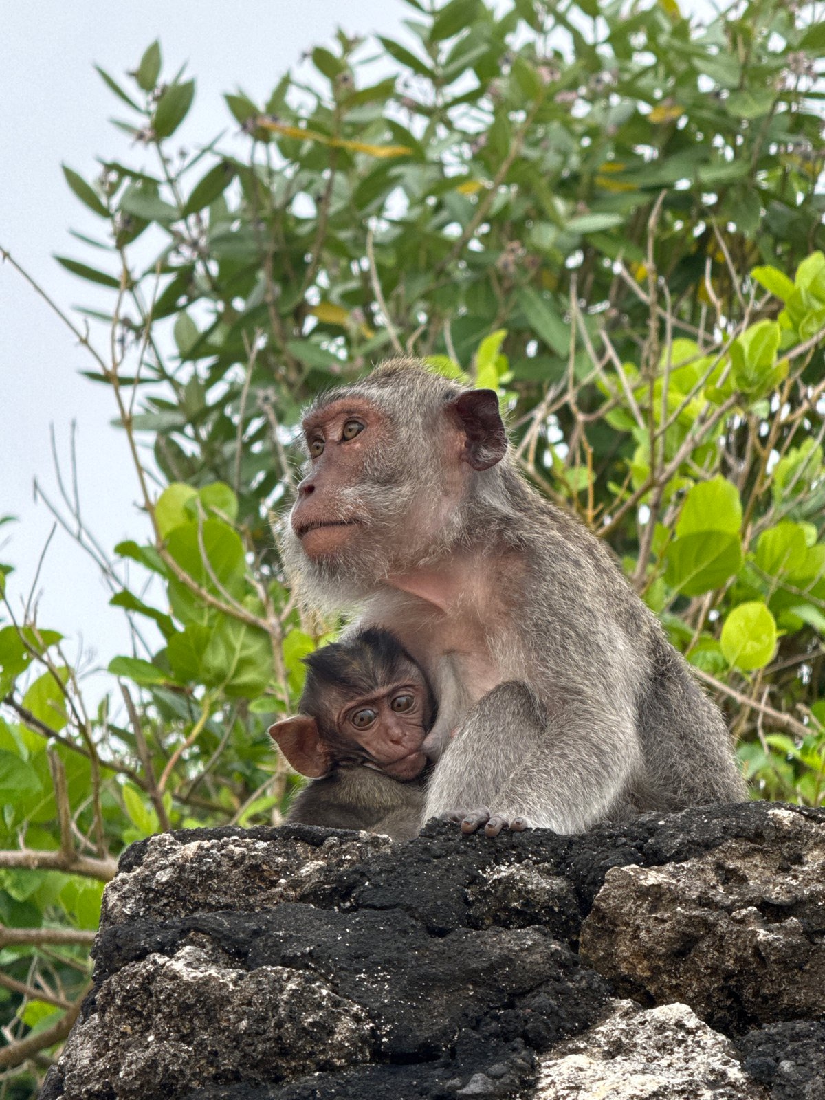 Mother macaque cradles infant in Kuta Selatan, Indonesia