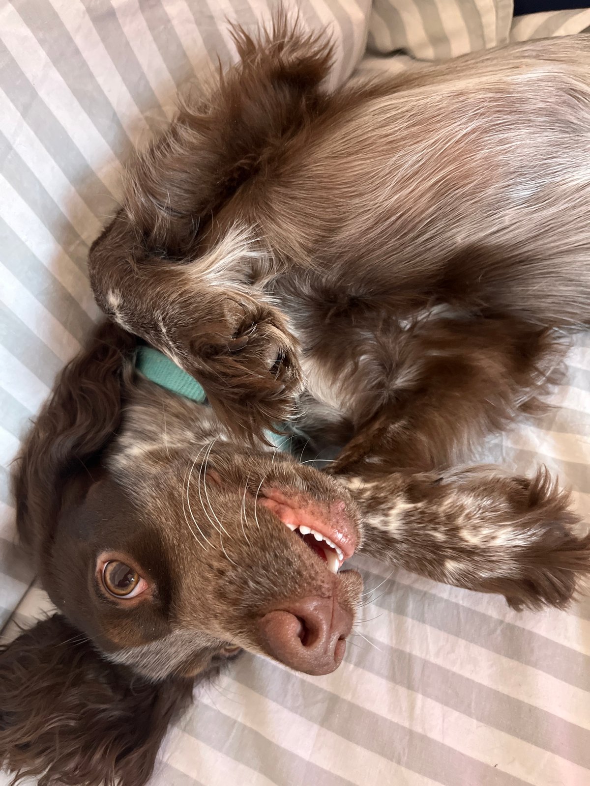 Family outing, playful dog, injury recovery captured in Chaikovsky