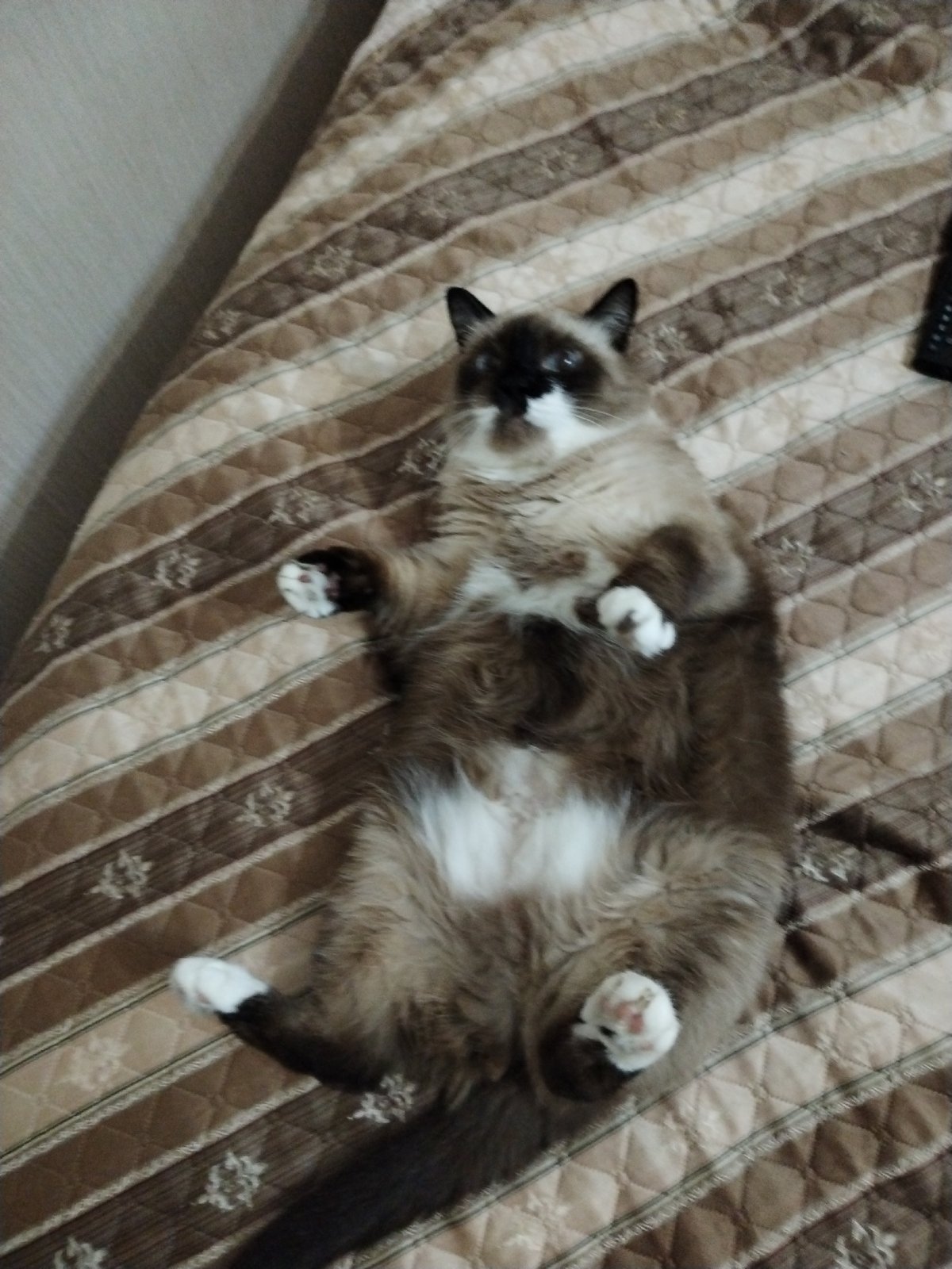 Pets Rest Peacefully Indoors in Voronezh Home