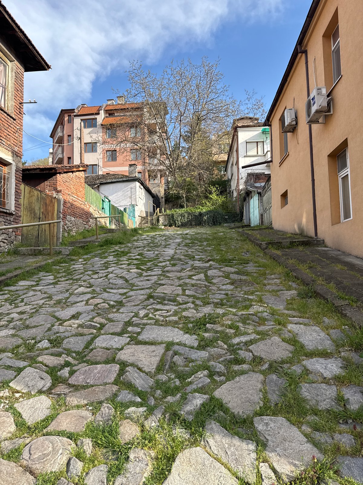 Small dog with bow rests on Plovdiv cobblestone streets