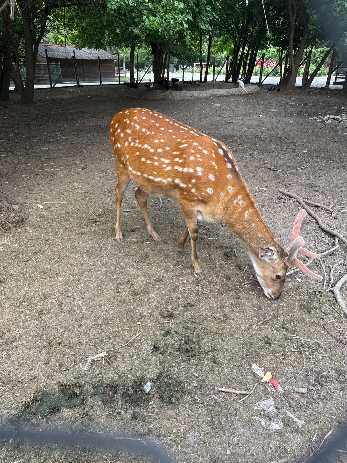Deer spotted in Pazardzhik, Bulgaria countryside area
