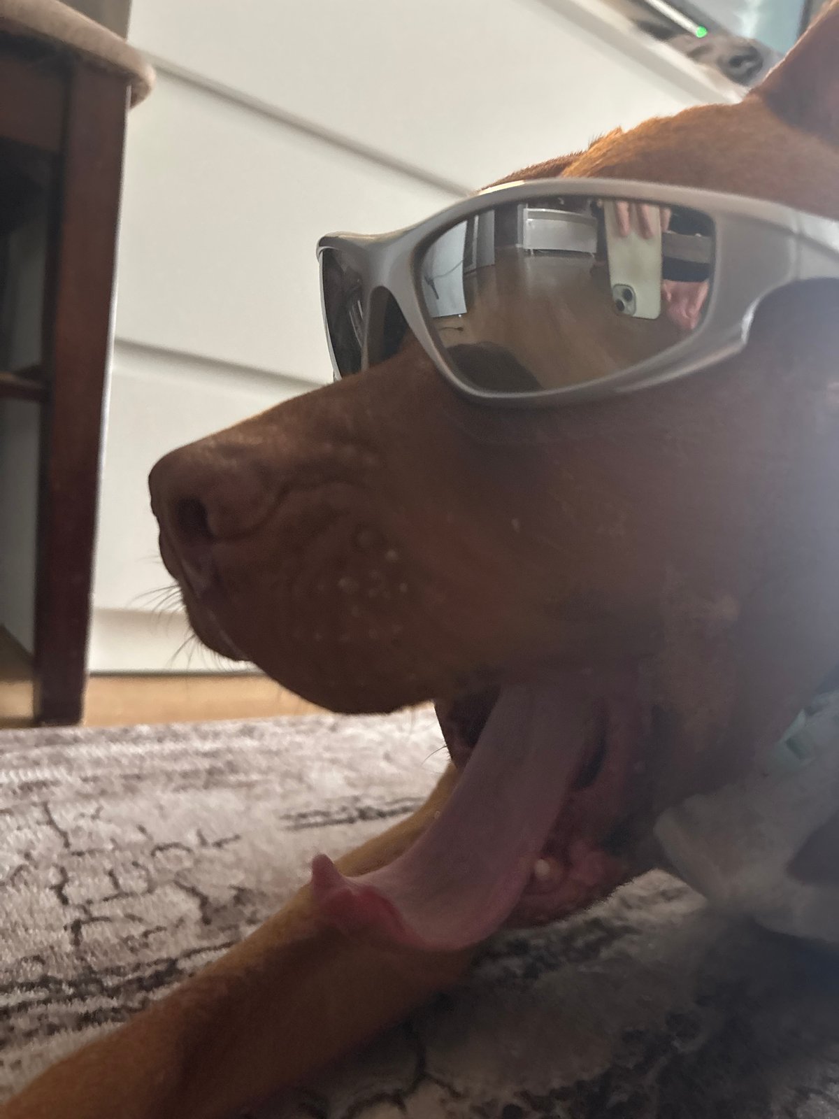 Dog in sunglasses photographed indoors in Sofia