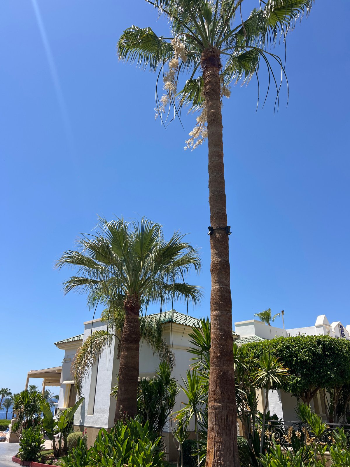 Sharm El Sheikh resort grounds and Red Sea coastline, summer morning