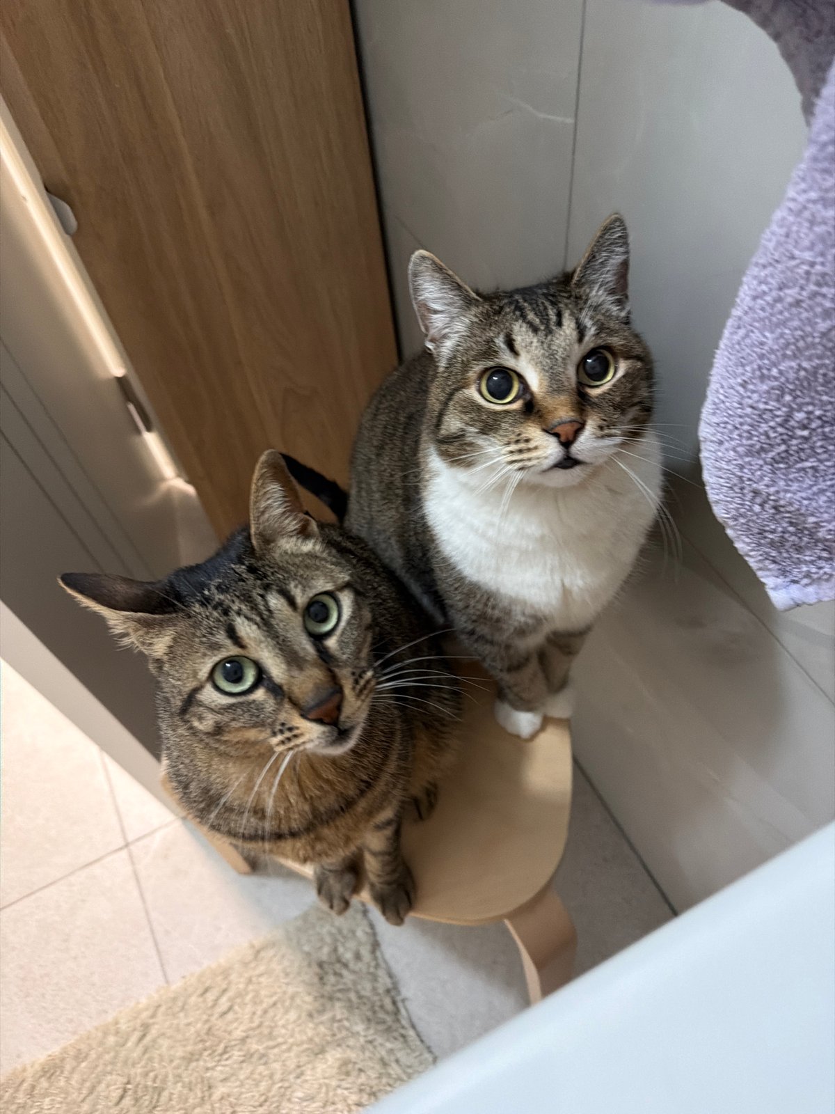 Two Cats Spotted on Bathroom Stand in Bat Yam