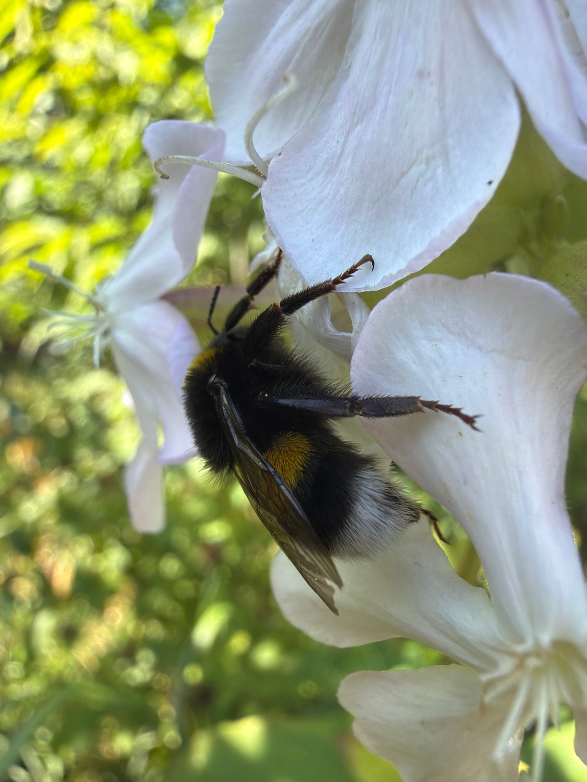 Bumblebee up close on flowers in Kramatorsk