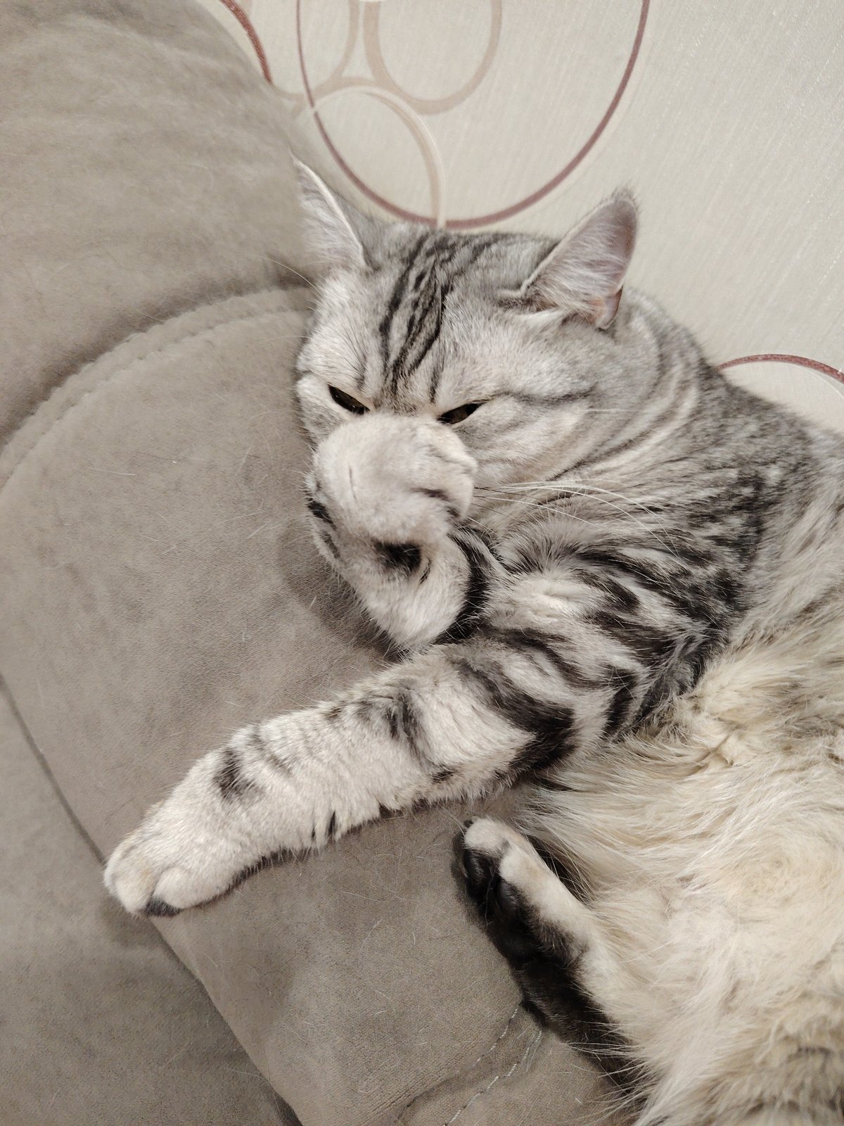 Lazy afternoon with cats lounging on couches and blankets