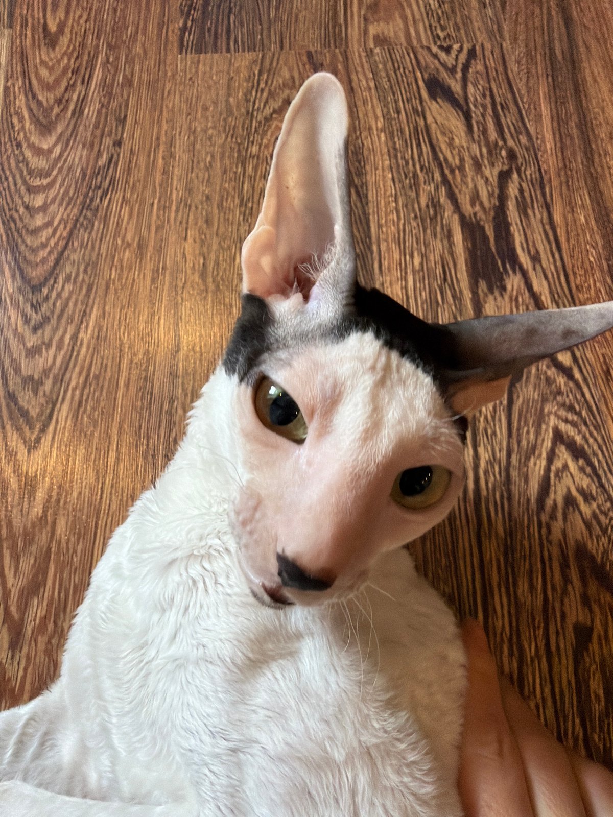 Close-up portraits of large-eared, striking-eyed cats