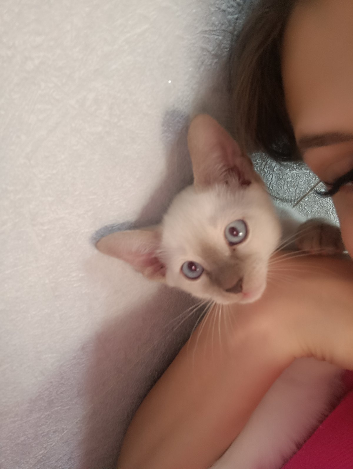 Woman photographed with Siamese kitten in casual indoor session