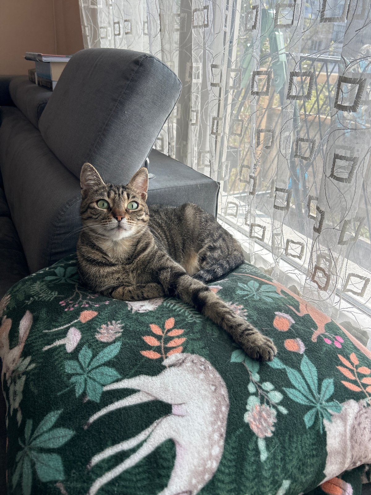 Two cats spotted resting indoors in Plovdiv, Bulgaria
