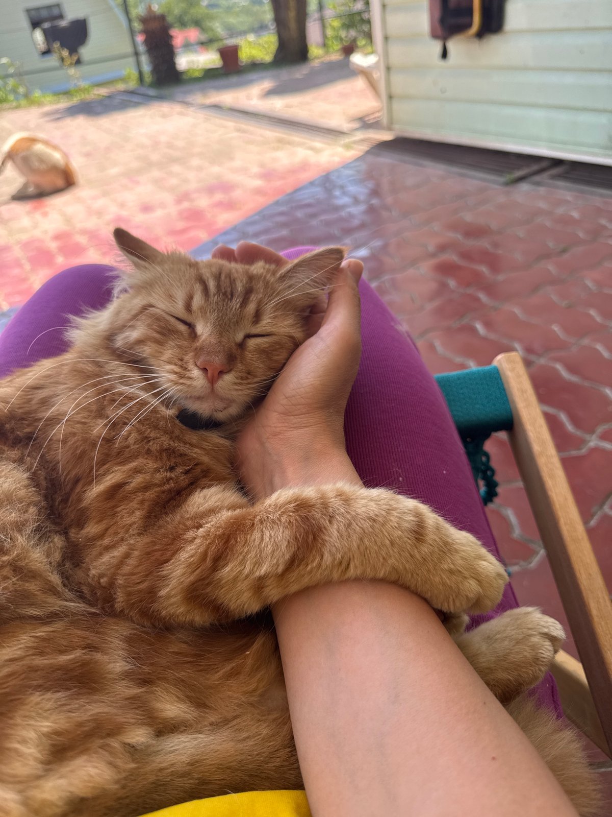 Orange tabby deep in a summer nap in Vesyoloye