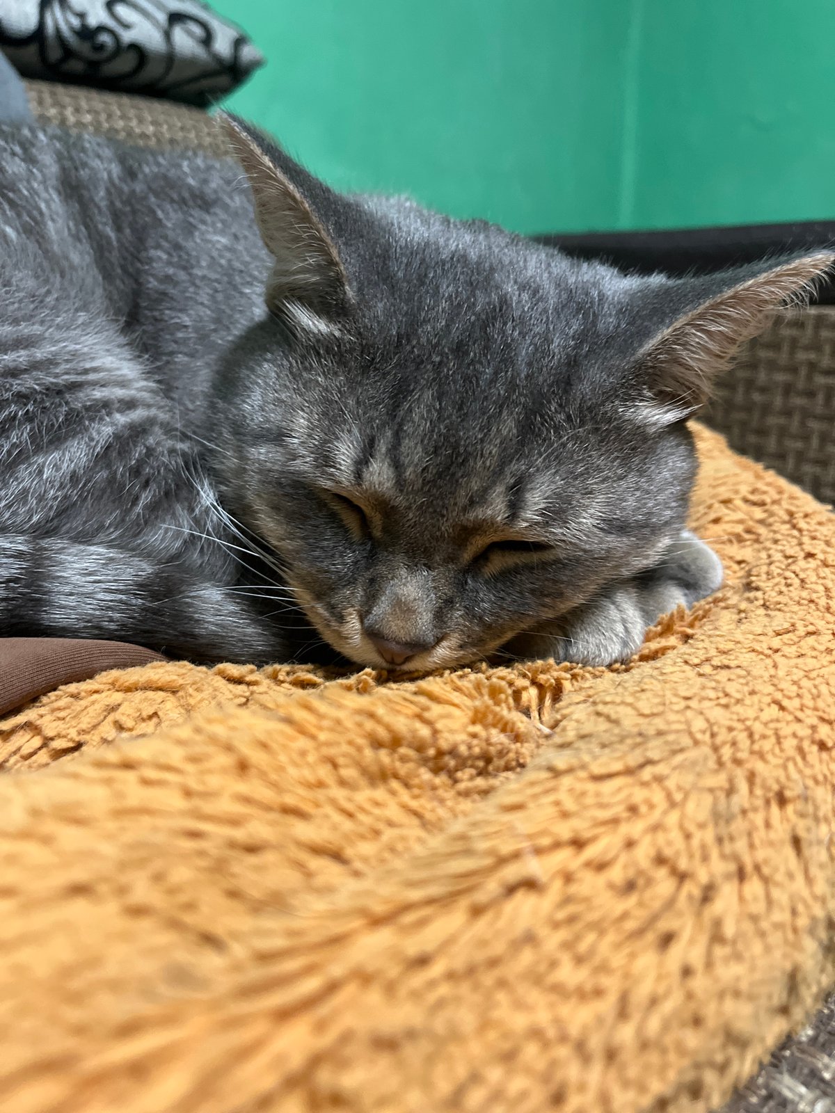 Pets Rest Together in Nizhny Tagil Homes