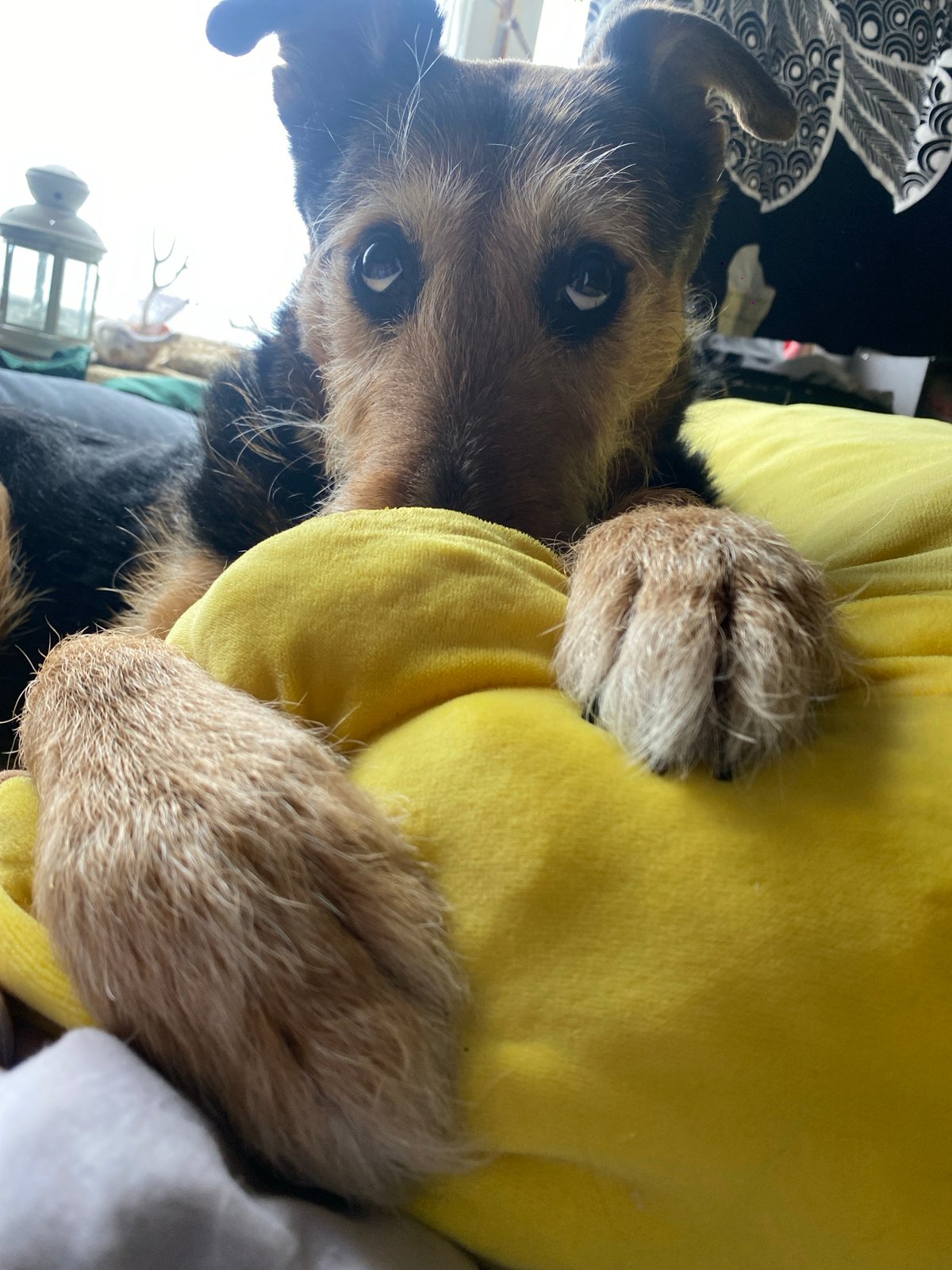 Dog rests on yellow cushion in Moscow