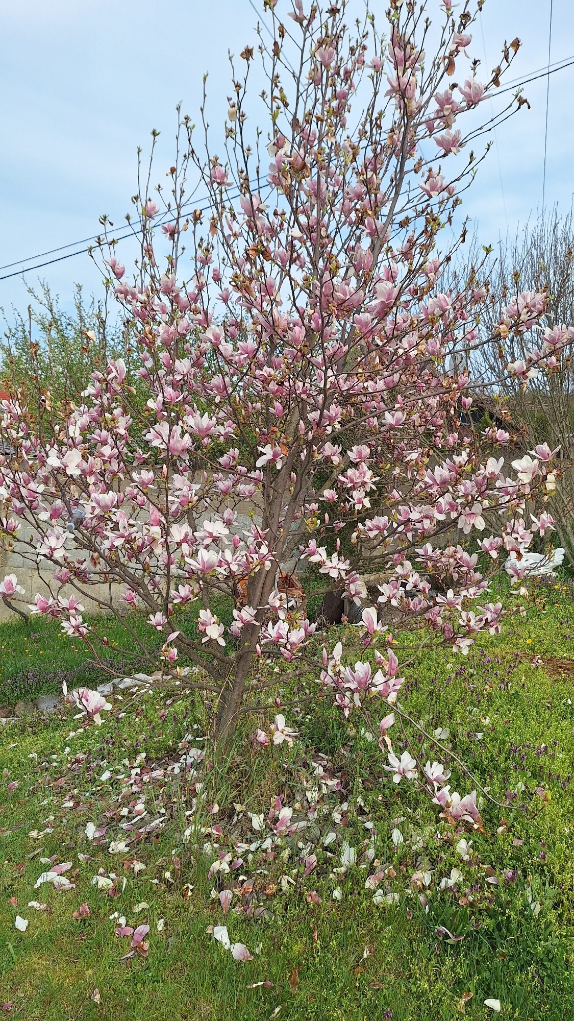 Spring scenes documented across mixed residential and park settings