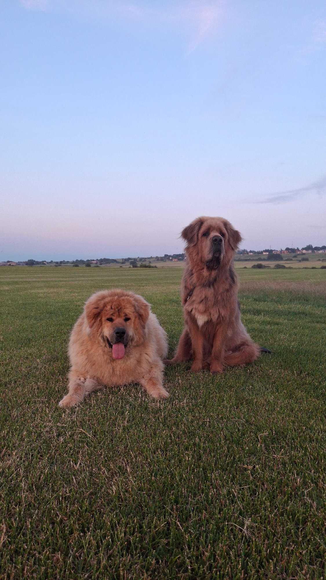 Two Tibetan Mastiffs chilling on a grassy field in Russia