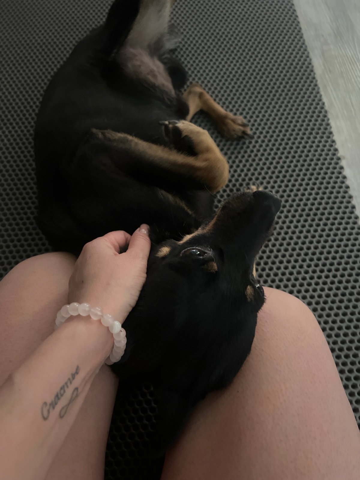 Person pets relaxed black and tan dog outdoors