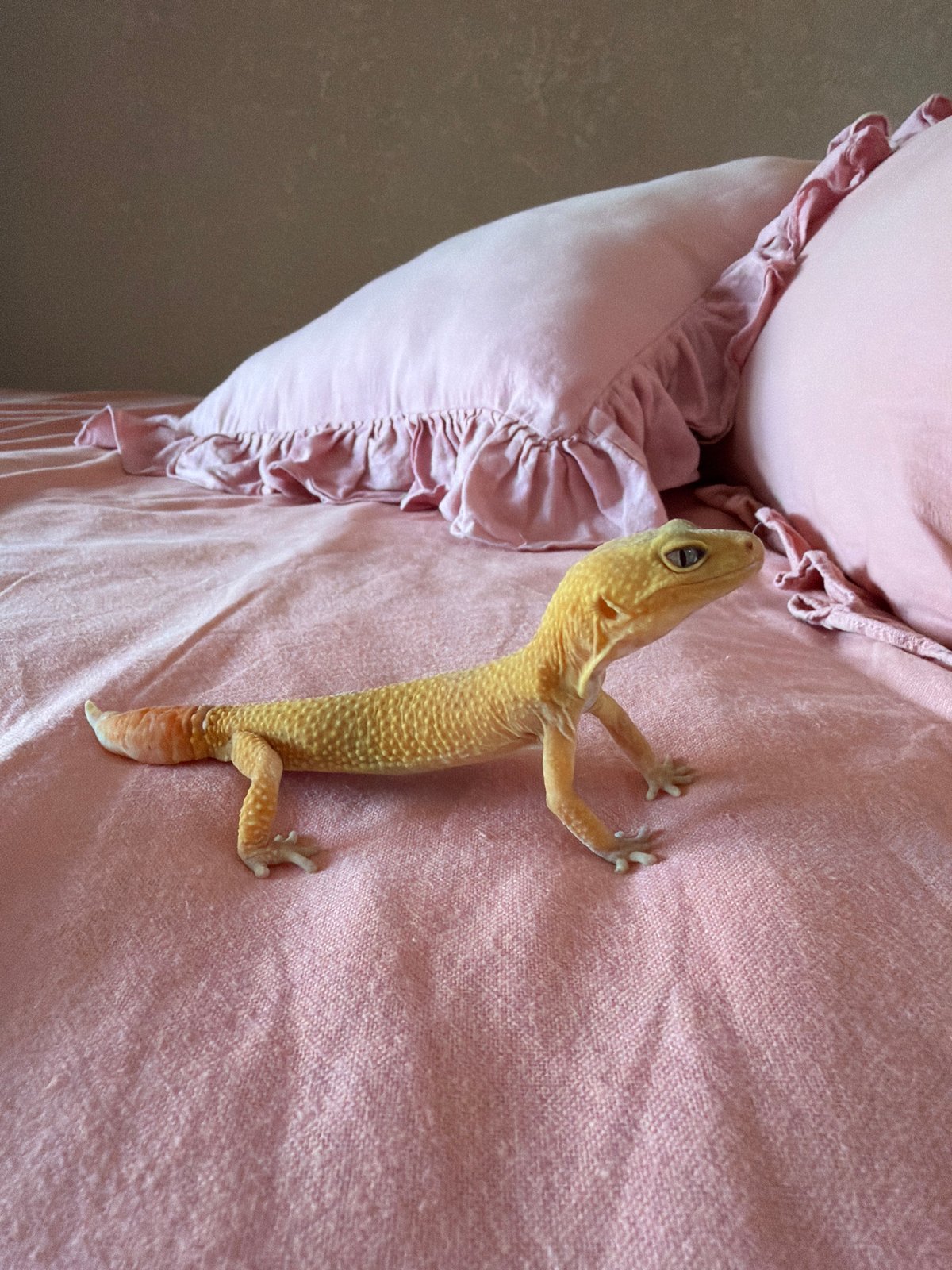 Villa stay in Mengwi: gecko, mirror selfies, festive street
