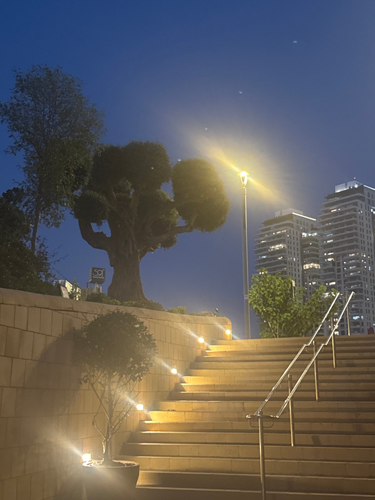 Ancient olive tree on Netanya's Mediterranean coast at dusk