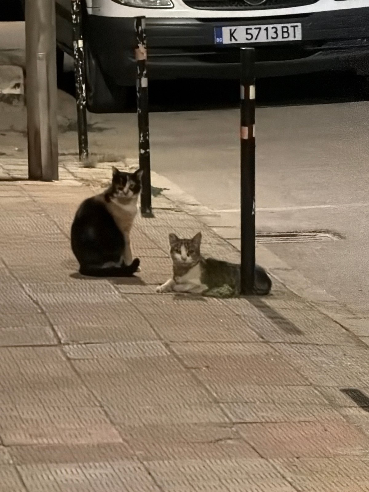 Cats on brick sidewalk, car starting up — quiet Plovdiv night